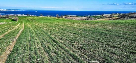 Grundstück Mit Freiem Meer- Und Naturblick, Geeignet Für Ein Villenprojekt Mit 75 Villen In Tekirdağ Barbarosta