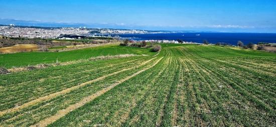 Grundstück Mit Freiem Meer- Und Naturblick, Geeignet Für Ein Villenprojekt Mit 75 Villen In Tekirdağ Barbarosta