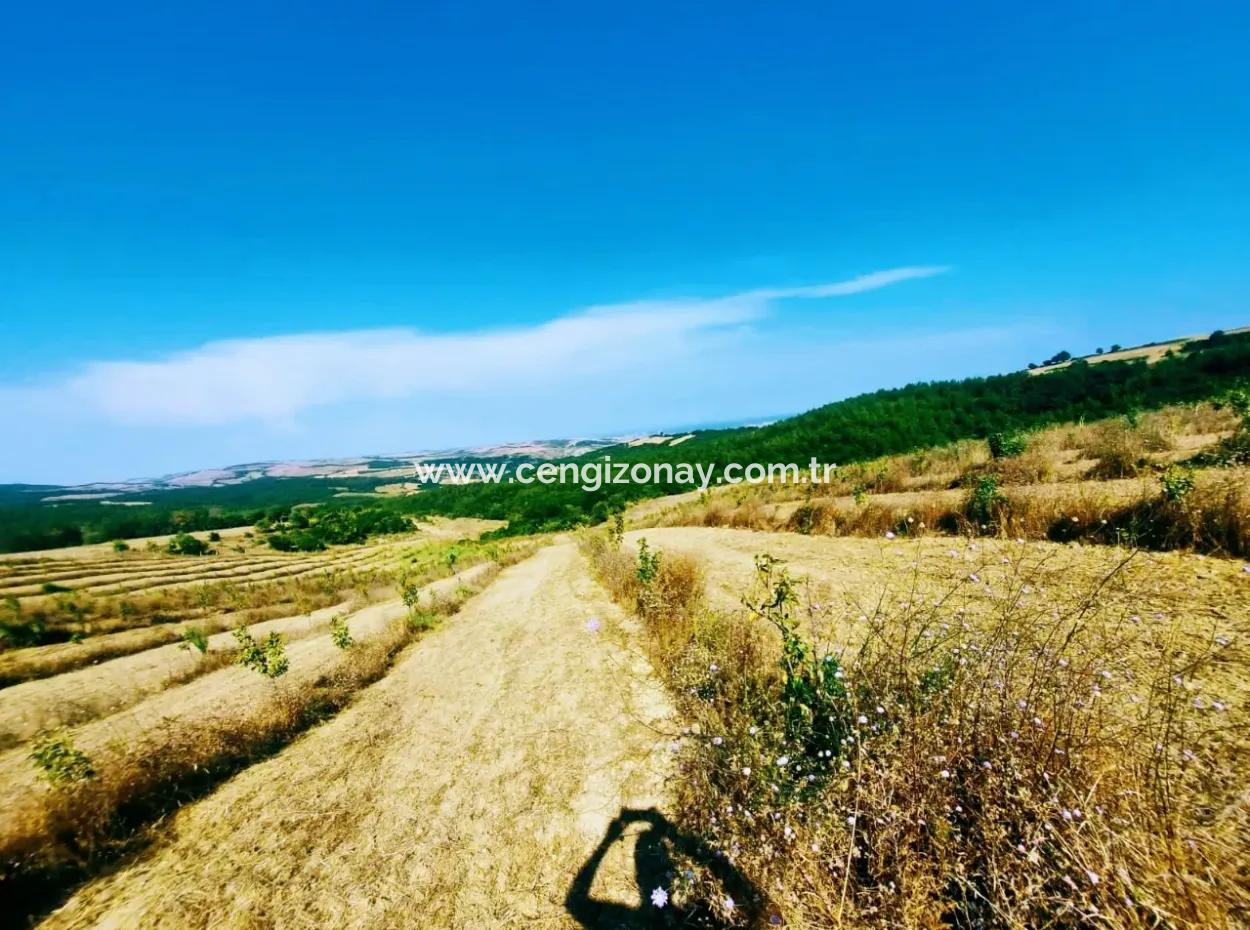 Wenn Sie Einen Dringend 35 Hektar Grossen Obstgarten Zum Verkauf Haben Möchten, Können Sie Auch Einen Bauernhof Nutzen, Der Für Die Gelegenheit Geeignet Ist, In Das Feld Zu Investieren