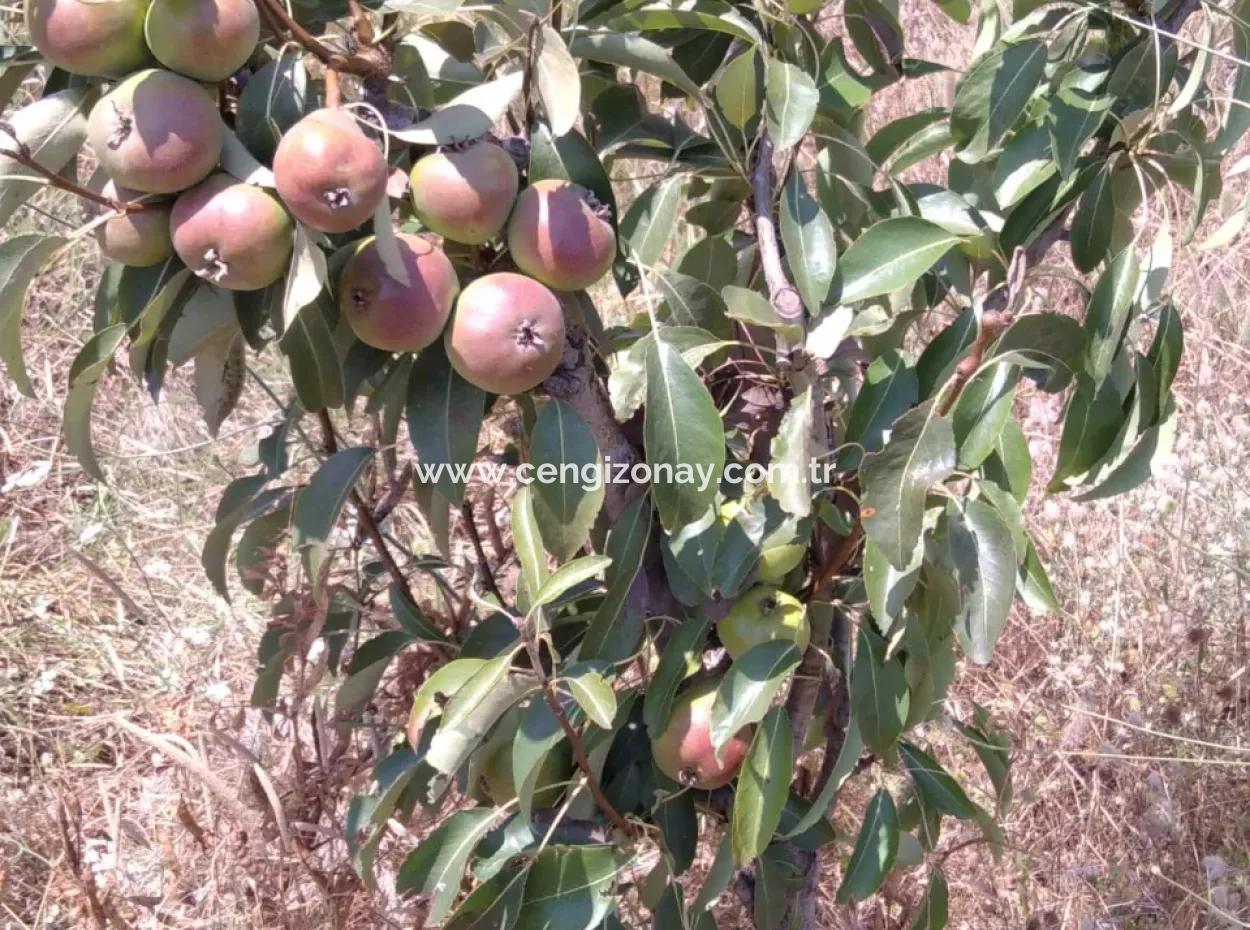 Wenn Sie Einen Dringend 35 Hektar Grossen Obstgarten Zum Verkauf Haben Möchten, Können Sie Auch Einen Bauernhof Nutzen, Der Für Die Gelegenheit Geeignet Ist, In Das Feld Zu Investieren