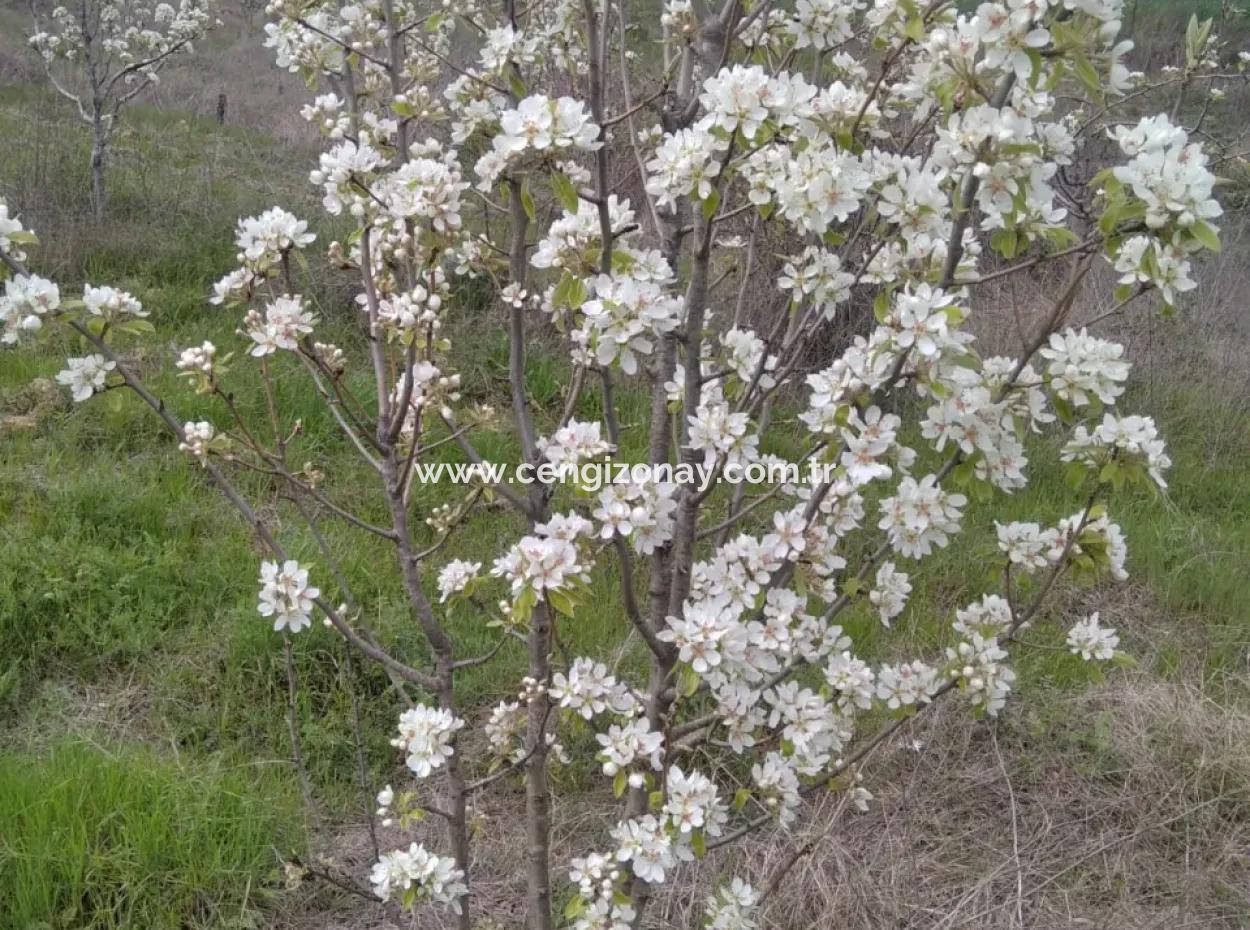 Wenn Sie Einen Dringend 35 Hektar Grossen Obstgarten Zum Verkauf Haben Möchten, Können Sie Auch Einen Bauernhof Nutzen, Der Für Die Gelegenheit Geeignet Ist, In Das Feld Zu Investieren