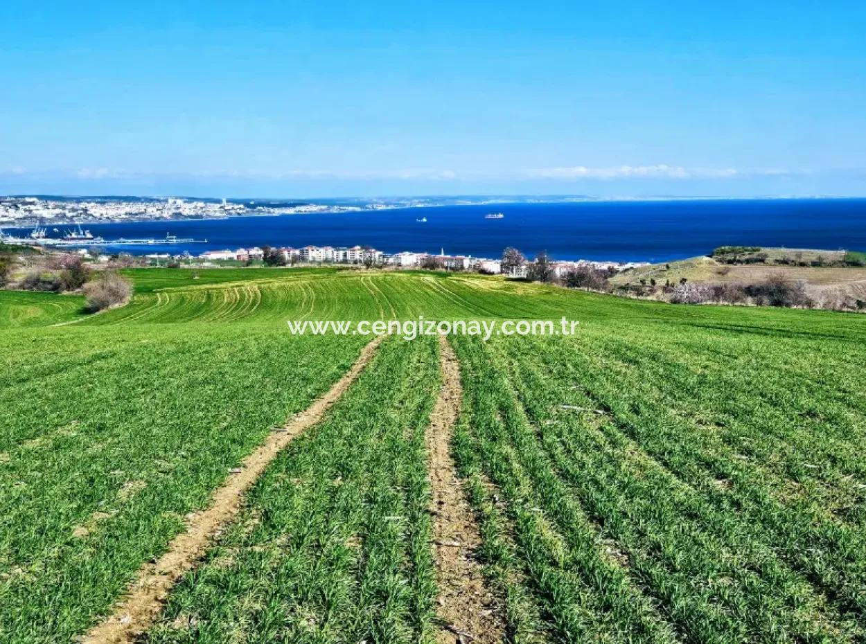 Die Nächstgelegene Region Zu Istanbul Ist Tekirdag Barbarost 34.500 Opportunity Zoned Land, Das Sich Für Den Bau Von 75 Luxusvillen Mit Vollem Blick Auf Das Meer Und Die Natur Eignet