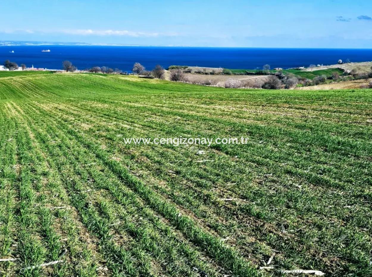 Die Nächstgelegene Region Zu Istanbul Ist Tekirdag Barbarost 34.500 Opportunity Zoned Land, Das Sich Für Den Bau Von 75 Luxusvillen Mit Vollem Blick Auf Das Meer Und Die Natur Eignet