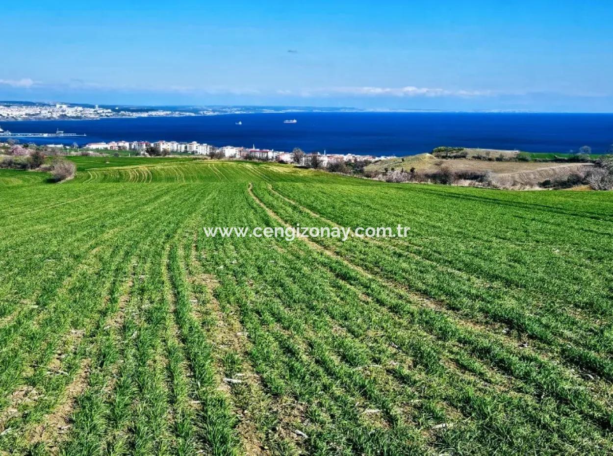 Die Nächstgelegene Region Zu Istanbul Ist Tekirdag Barbarost 34.500 Opportunity Zoned Land, Das Sich Für Den Bau Von 75 Luxusvillen Mit Vollem Blick Auf Das Meer Und Die Natur Eignet