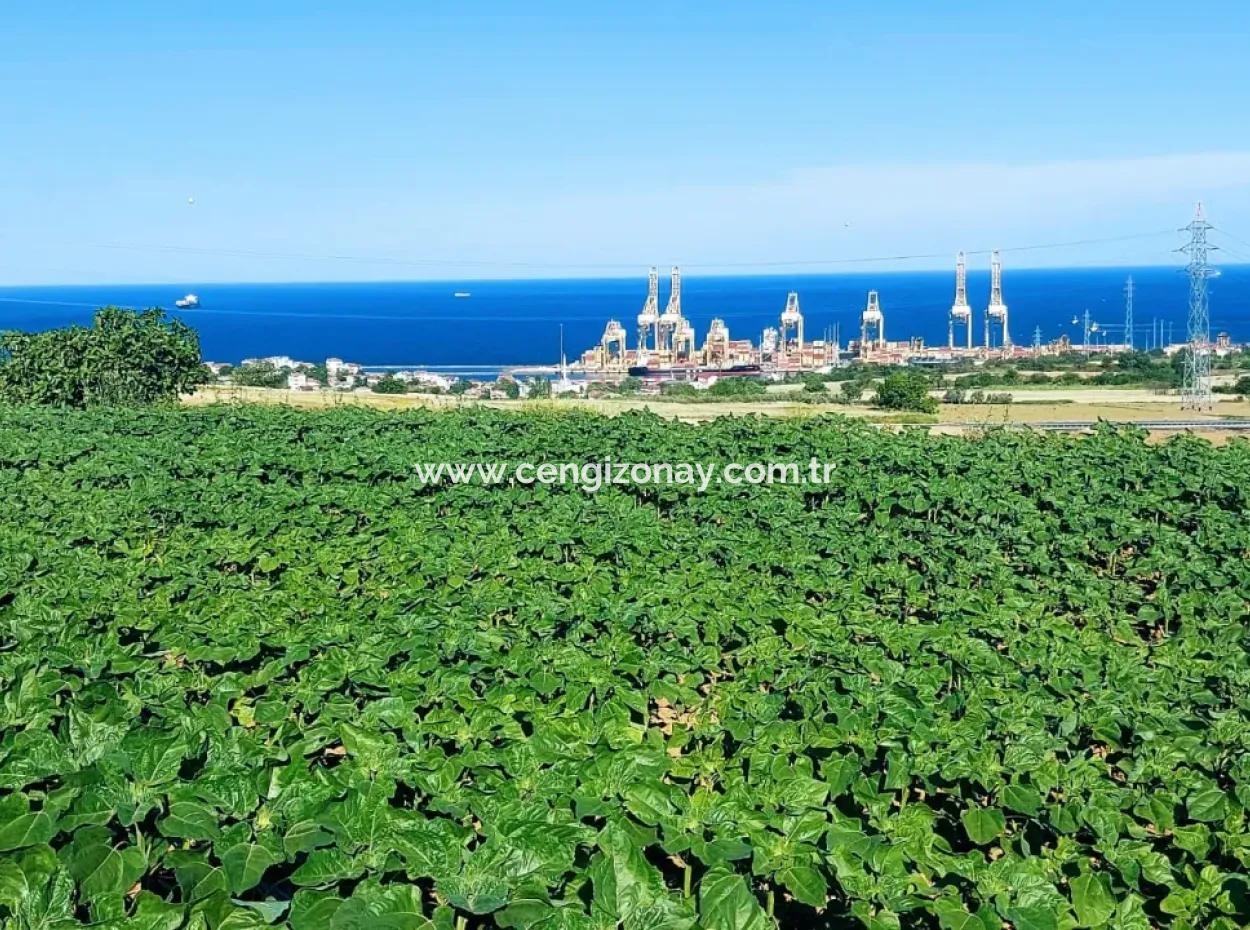 Das 17.980 M2 Große Grundstück In Barbaros, Tekirdag, Liegt An Der Asyaport Harbor Road.