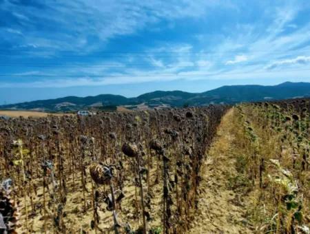 10.500 M2 Investitionsfeld Mit Dem Vorteil Der Offenen Straße Im Sommer Und Winter Im Bezirk Tekirdağ Çanakçı! Tolle Gelegenheit Für Familienpicknick, Weinbau Und Hobbygarten