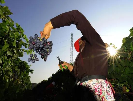 Bezirk Tekirdağ Süleymanpaşa