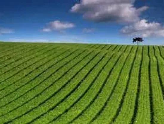 Tekirdag Suleymanpasa Avsar Mahallesi