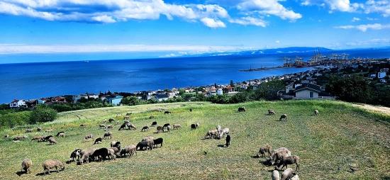 15 Luxury Villas With Unique Full Sea And Nature Views, Located In A Suitable Area For The Project