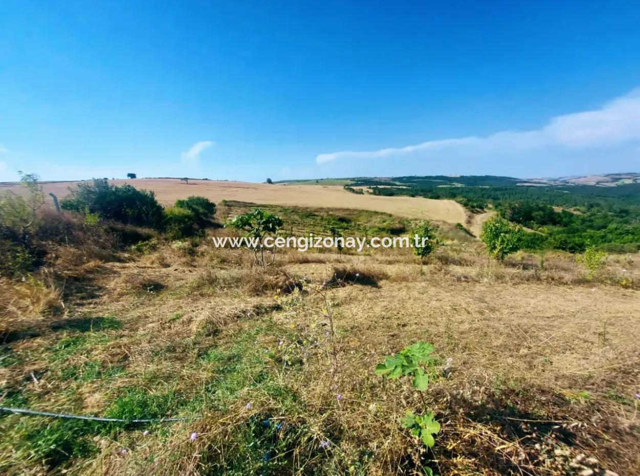 If You Want An Urgent 35-Acre Fruit Garden For Sale, You Can Also Use A Farm Place Suitable For The Opportunity To Invest In The Field