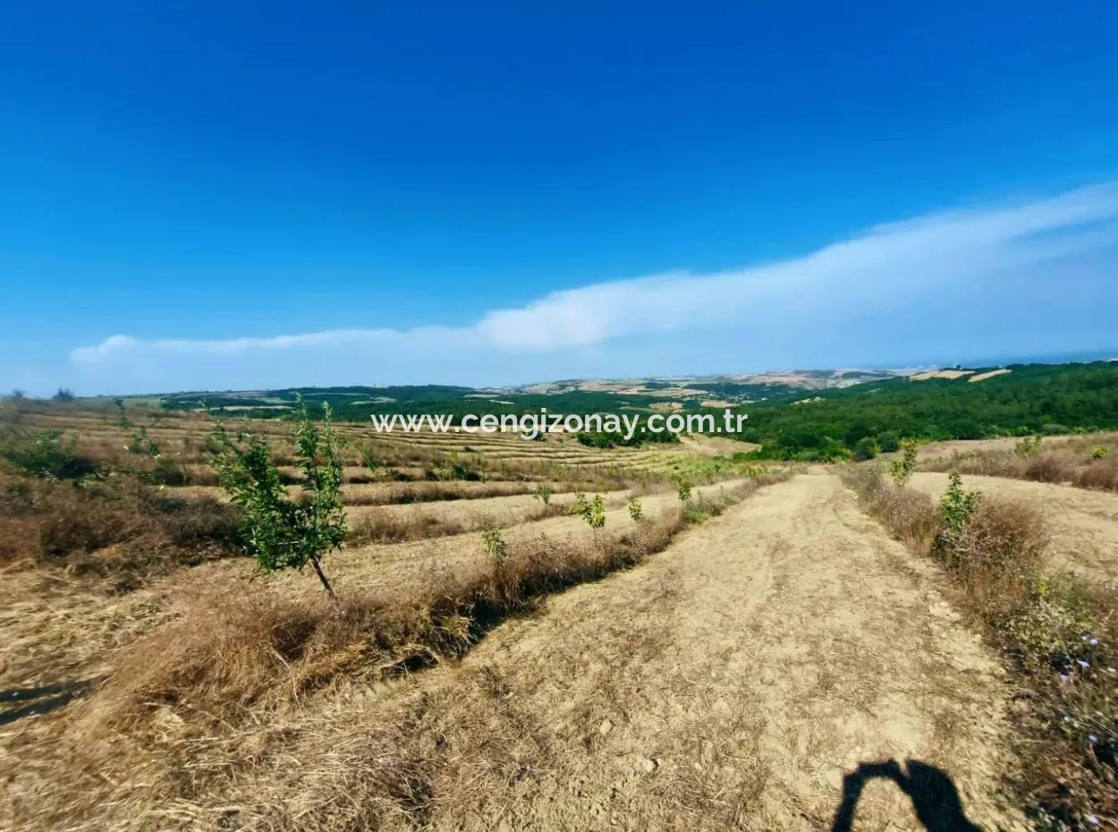 If You Want An Urgent 35-Acre Fruit Garden For Sale, You Can Also Use A Farm Place Suitable For The Opportunity To Invest In The Field