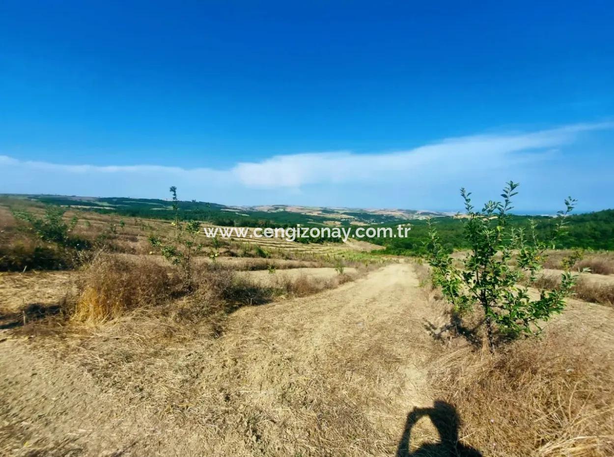 If You Want An Urgent 35-Acre Fruit Garden For Sale, You Can Also Use A Farm Place Suitable For The Opportunity To Invest In The Field