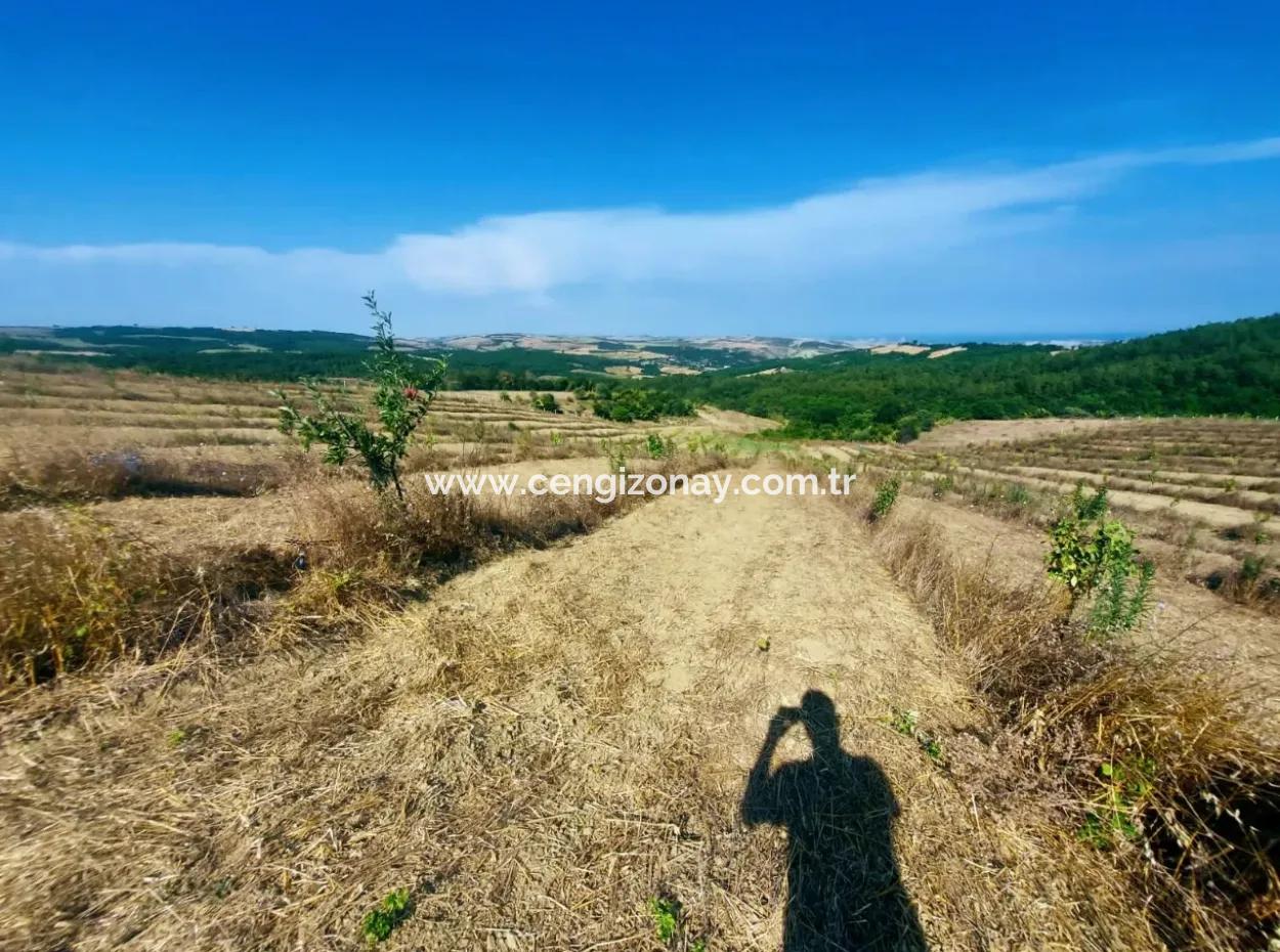 If You Want An Urgent 35-Acre Fruit Garden For Sale, You Can Also Use A Farm Place Suitable For The Opportunity To Invest In The Field