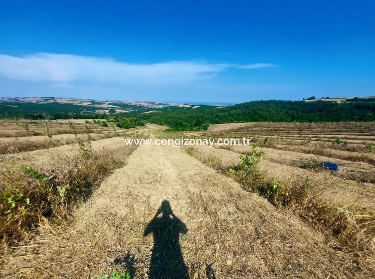 If You Want An Urgent 35-Acre Fruit Garden For Sale, You Can Also Use A Farm Place Suitable For The Opportunity To Invest In The Field