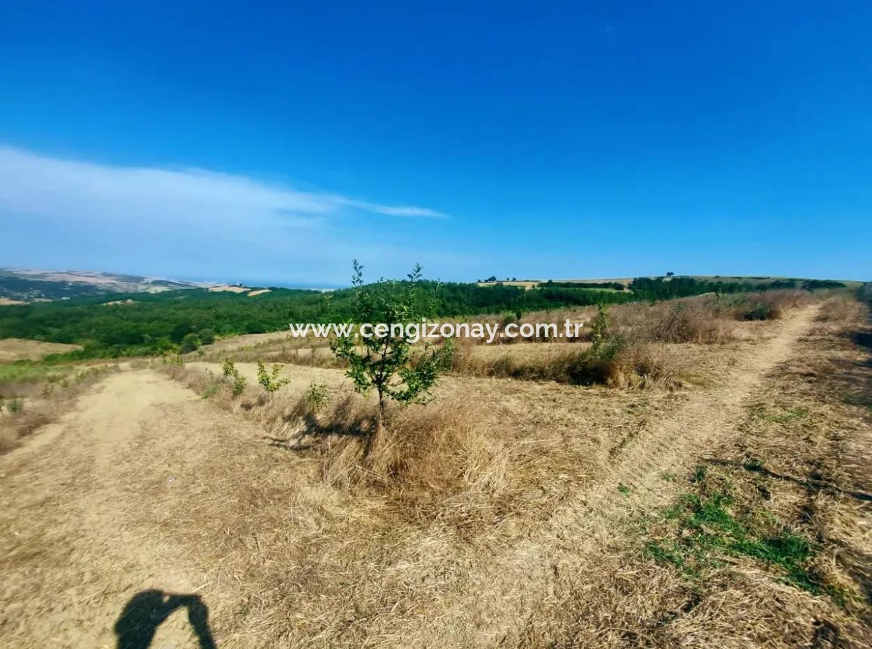 If You Want An Urgent 35-Acre Fruit Garden For Sale, You Can Also Use A Farm Place Suitable For The Opportunity To Invest In The Field