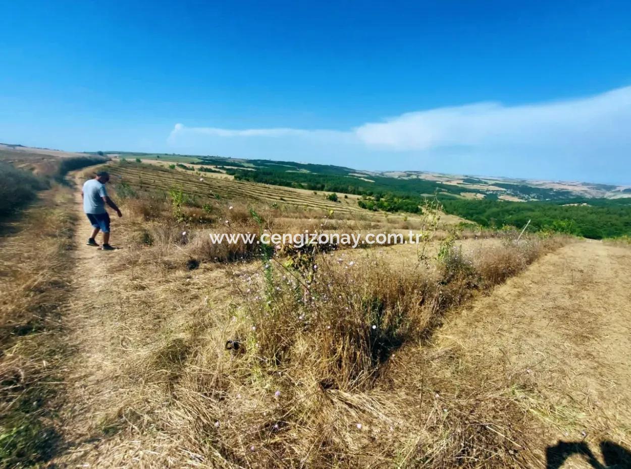 If You Want An Urgent 35-Acre Fruit Garden For Sale, You Can Also Use A Farm Place Suitable For The Opportunity To Invest In The Field