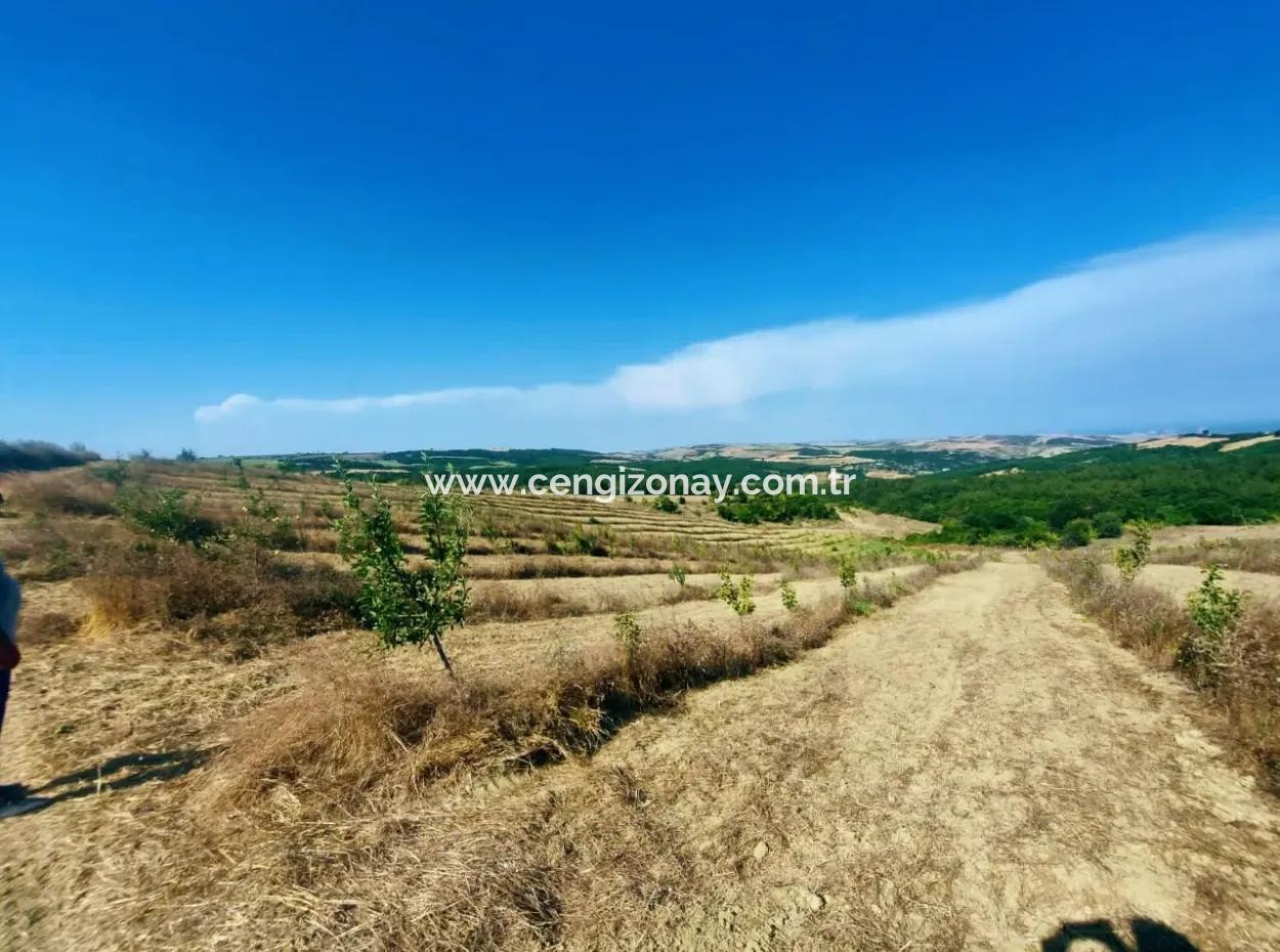 If You Want An Urgent 35-Acre Fruit Garden For Sale, You Can Also Use A Farm Place Suitable For The Opportunity To Invest In The Field