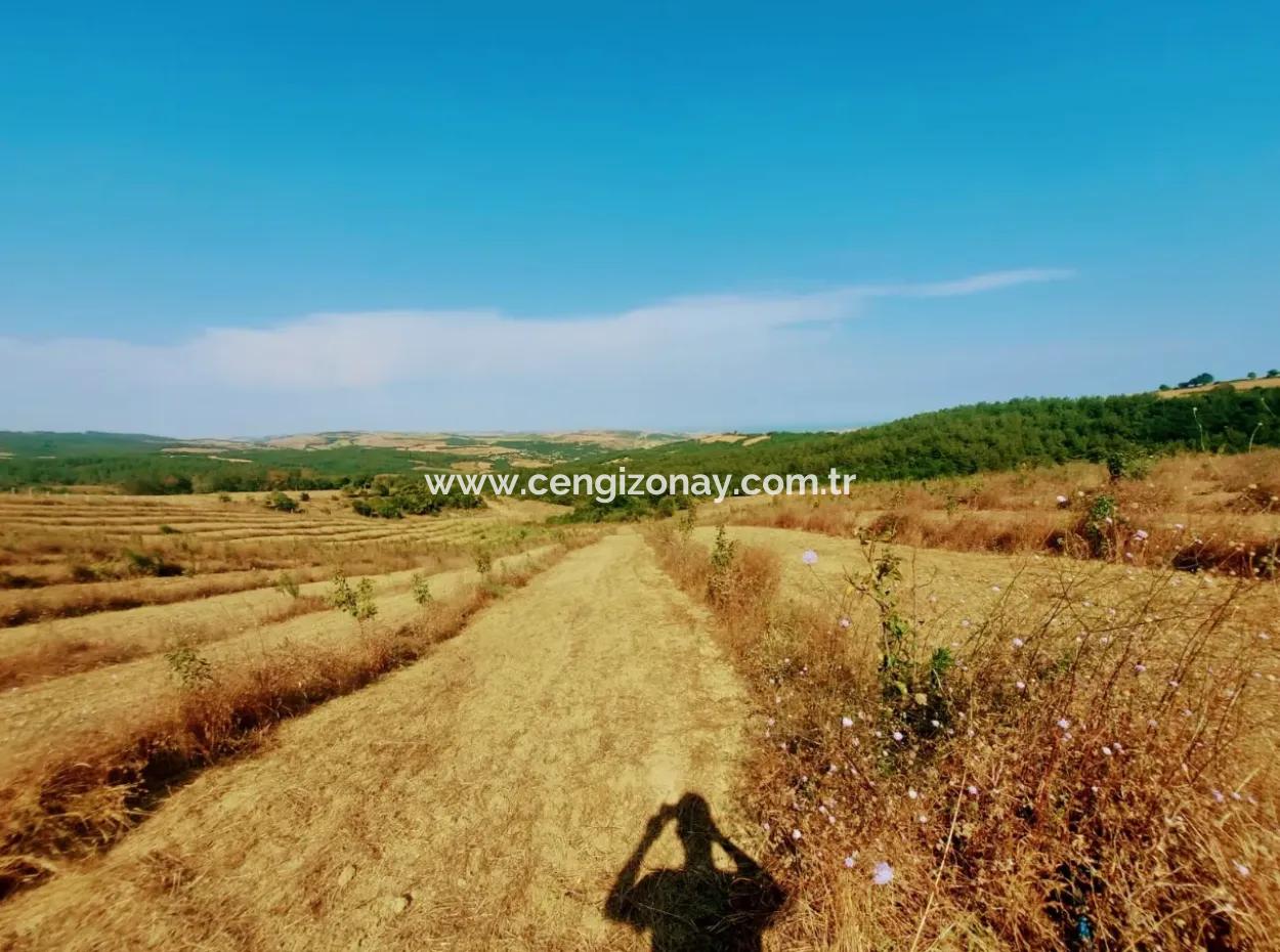 If You Want An Urgent 35-Acre Fruit Garden For Sale, You Can Also Use A Farm Place Suitable For The Opportunity To Invest In The Field