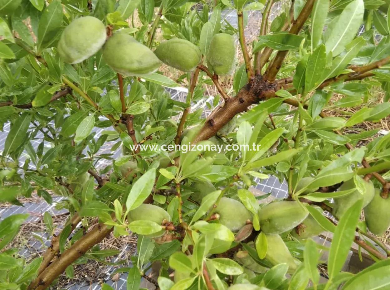 If You Want An Urgent 35-Acre Fruit Garden For Sale, You Can Also Use A Farm Place Suitable For The Opportunity To Invest In The Field