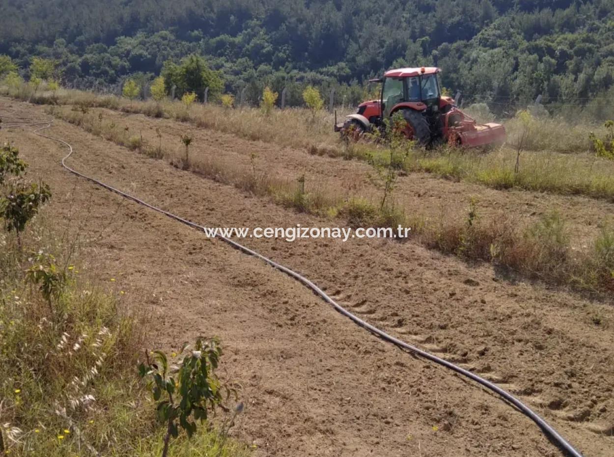 If You Want An Urgent 35-Acre Fruit Garden For Sale, You Can Also Use A Farm Place Suitable For The Opportunity To Invest In The Field