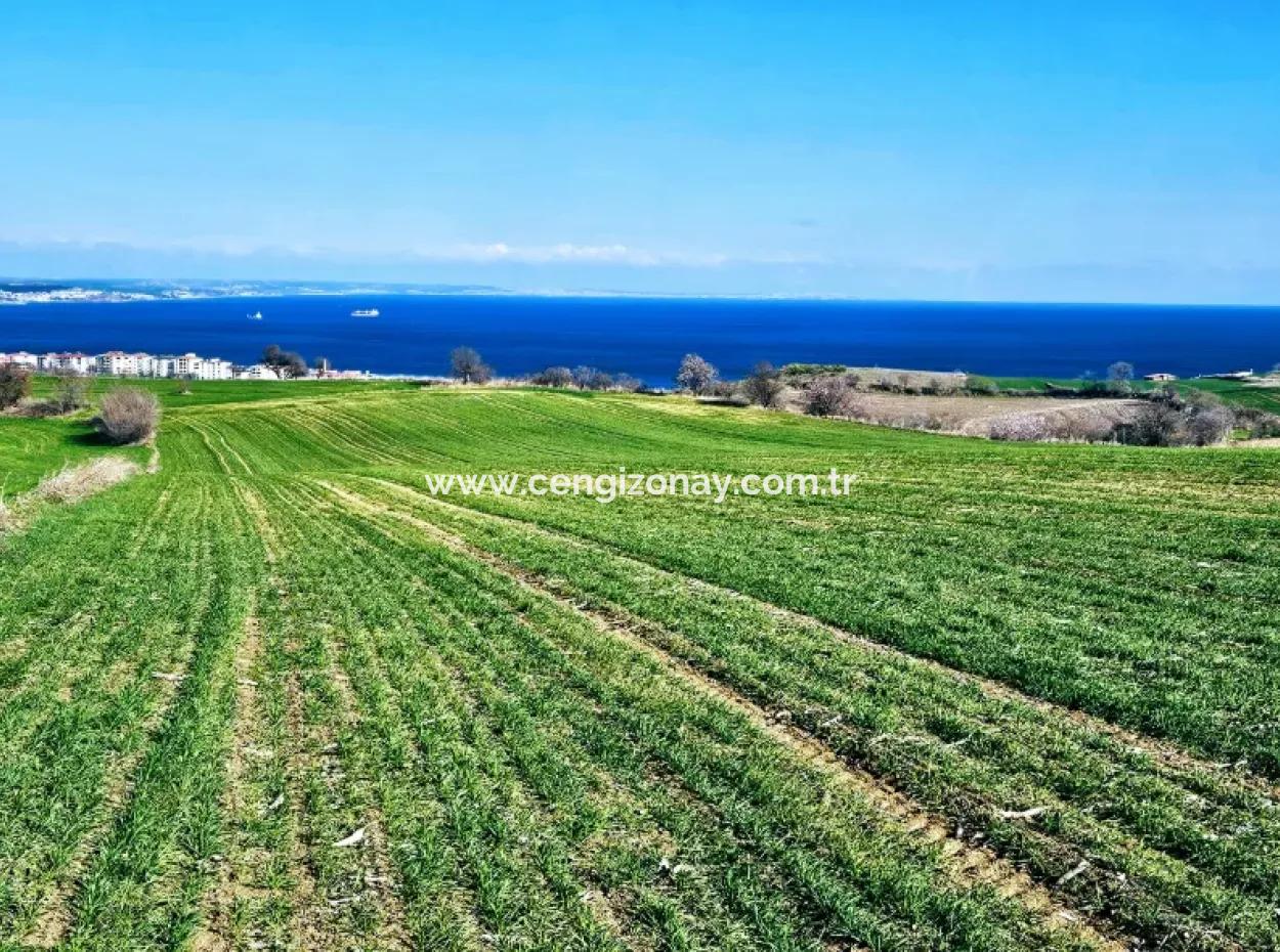 The Closest Region To Istanbul Is Tekirdag Barbarost 34,500 Opportunity Zoned Land Suitable For Building 75 Luxury Villas With Full Sea And Nature Views