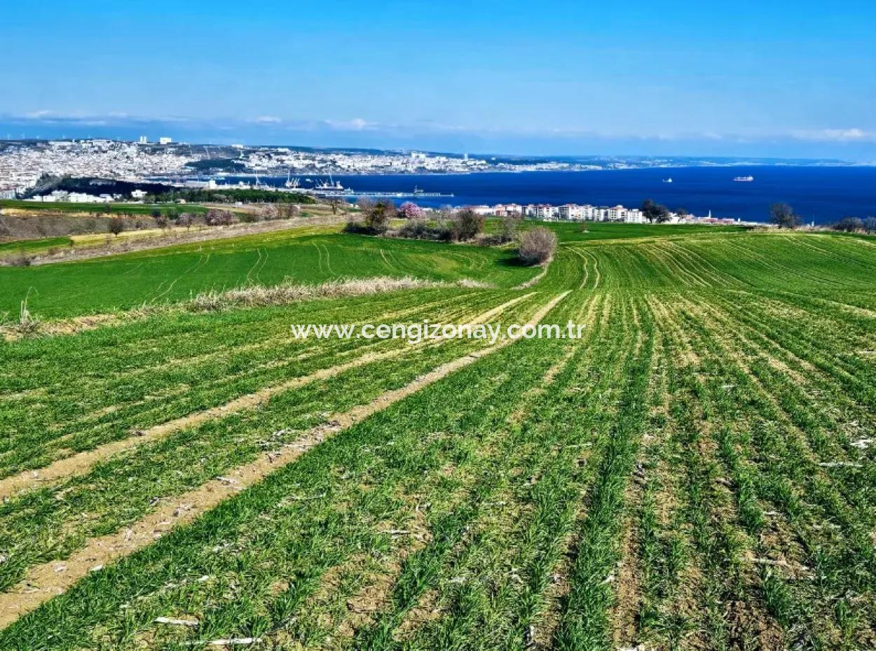 The Closest Region To Istanbul Is Tekirdag Barbarost 34,500 Opportunity Zoned Land Suitable For Building 75 Luxury Villas With Full Sea And Nature Views