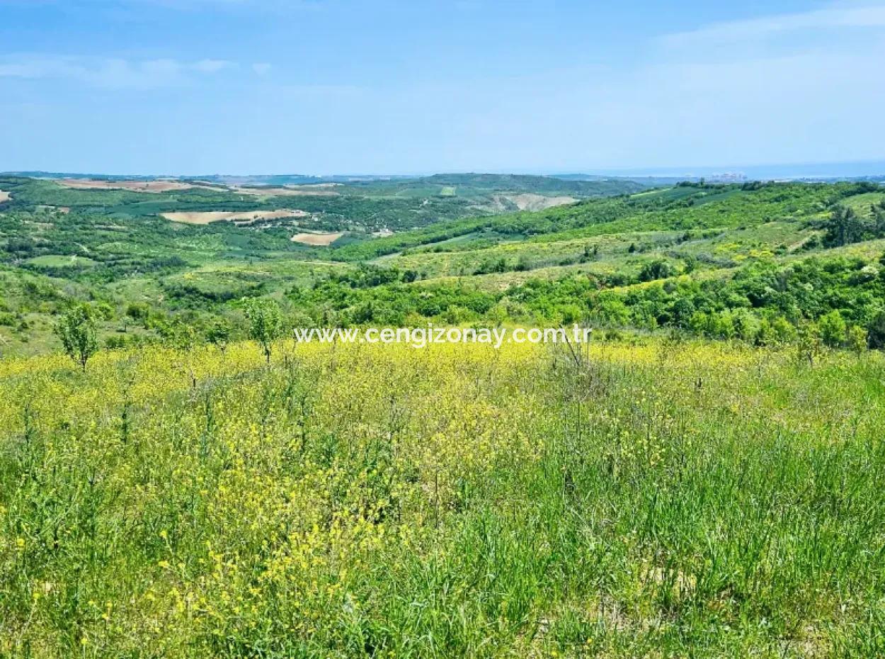 A Great Opportunity To Build Your Farm In Your Family For Urgent Sale 2,600 Acres Of Pasture Front