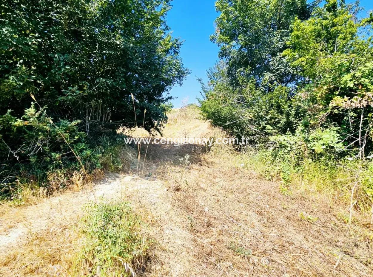 Coupon Field With Main Road Frontage Suitable For Nature Enthusiasts To Put Tiny House For Urgent Sale In Tekirdag Çanakçi Neighborhood