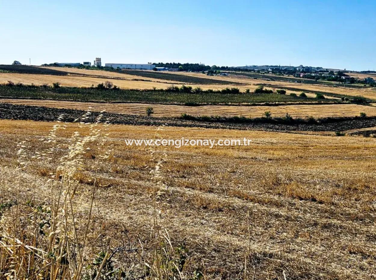2.650 M2 Villa For Urgent Sale In Tekirdag Barbarosta Zoned Coupon Field Suitable For Investment