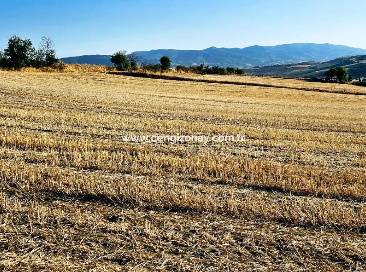 Azyaport Port Is Close To The Existing Zoning 16.100 Emergency Sale Investment Bargain Coupon Field