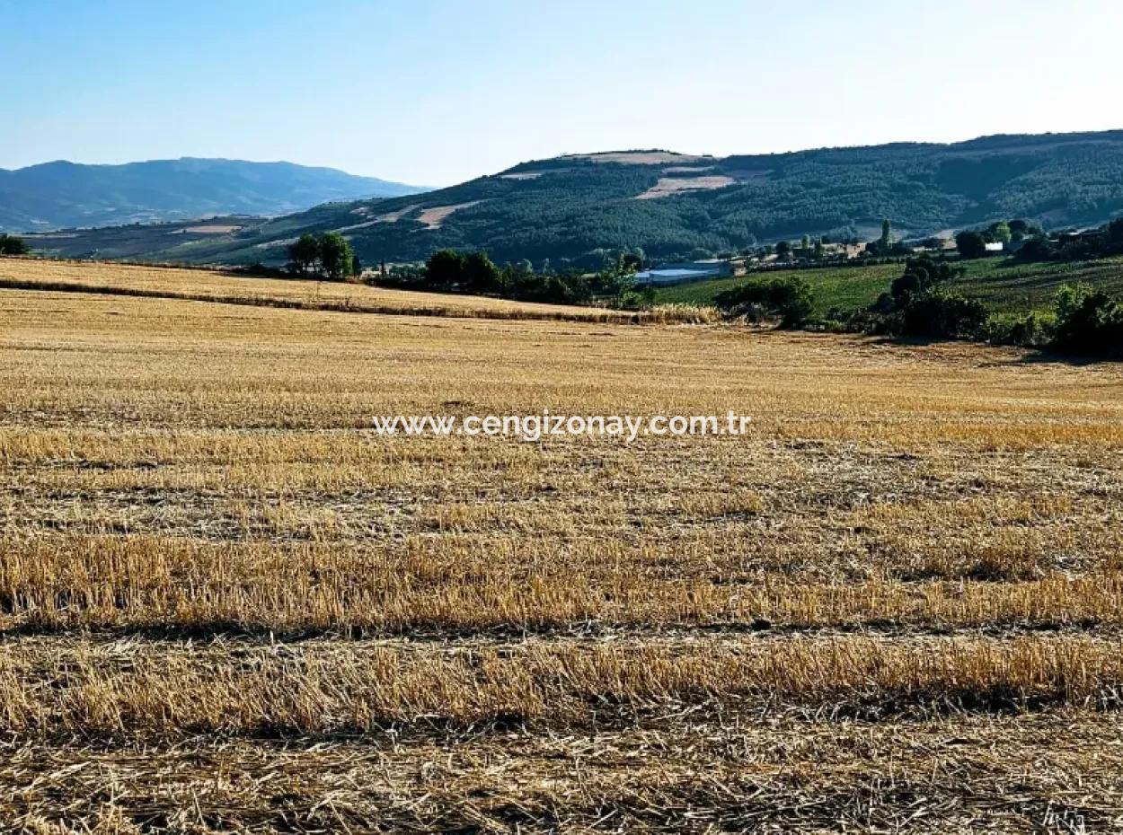 Azyaport Port Is Close To The Existing Zoning 16.100 Emergency Sale Investment Bargain Coupon Field