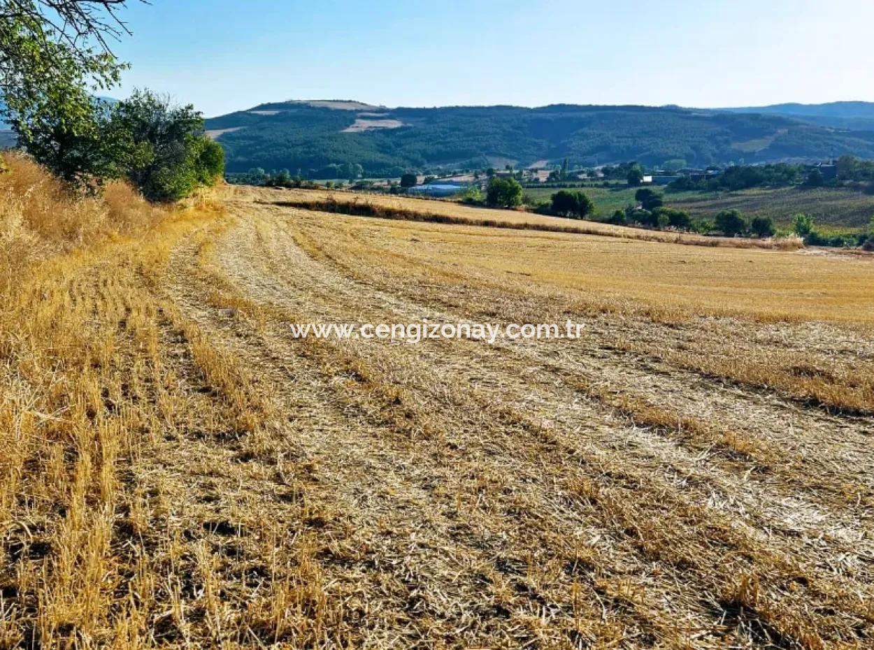 Azyaport Port Is Close To The Existing Zoning 16.100 Emergency Sale Investment Bargain Coupon Field