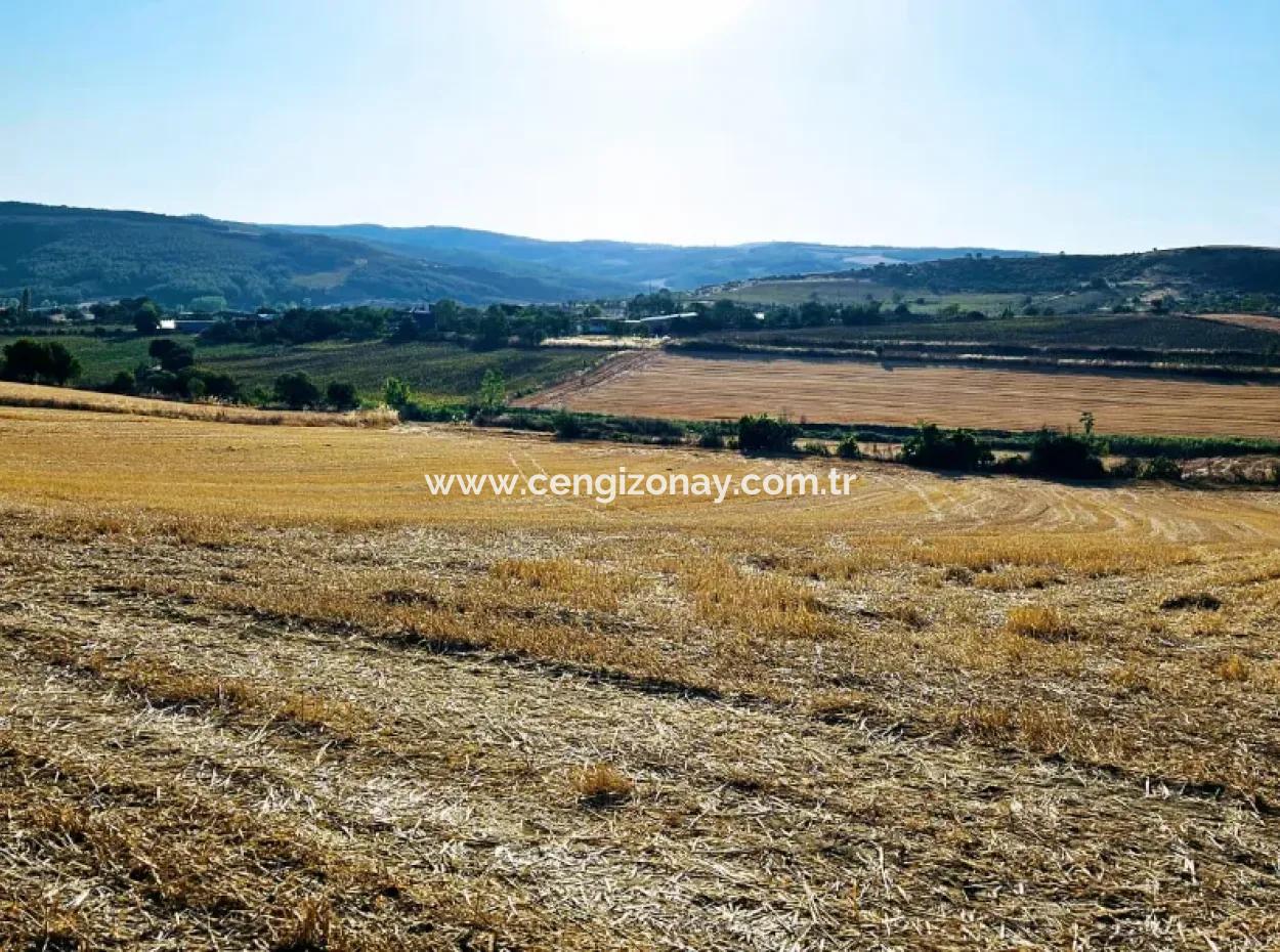 Azyaport Port Is Close To The Existing Zoning 16.100 Emergency Sale Investment Bargain Coupon Field