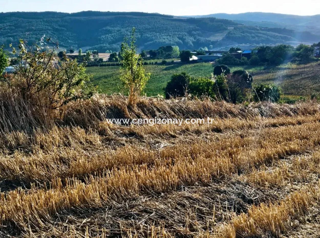 Azyaport Port Is Close To The Existing Zoning 16.100 Emergency Sale Investment Bargain Coupon Field