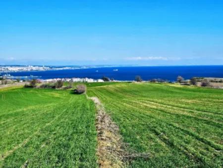 Land Suitable For Building 75 Villas With Full Sea View For Urgent Sale In Tekirdag Barbarosta