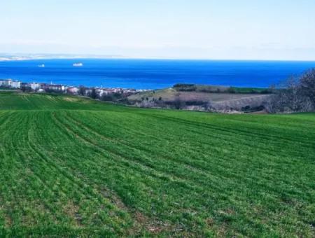 Land Suitable For Building 75 Villas With Full Sea View For Urgent Sale In Tekirdag Barbarosta