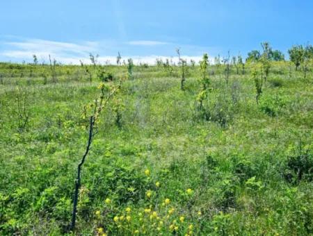 A Great Opportunity To Build Your Farm In Your Family For Urgent Sale 2,600 Acres Of Pasture Front
