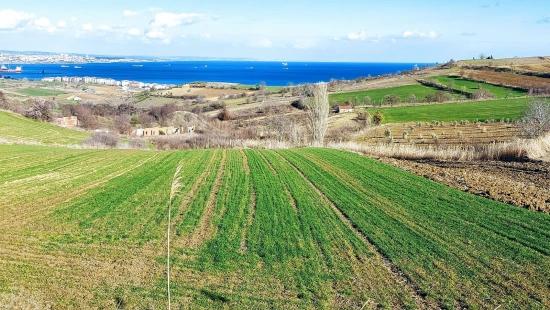 Tekirdağ Barbarosta Full Deniz Ve Doğa Manzaralı 8 Adet Villa Projesine Uygun Arazi