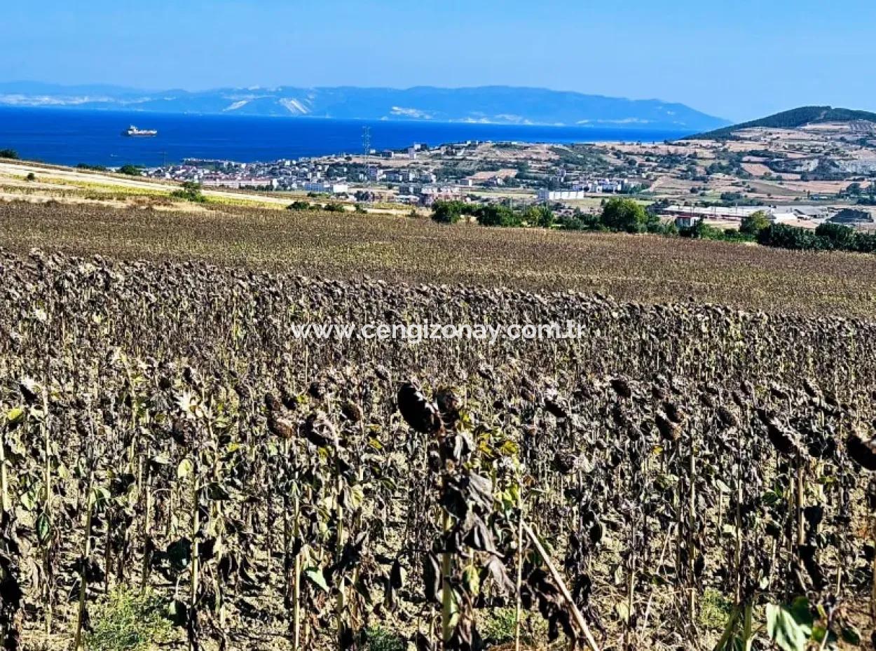 Asyaport Limanı Mevcut İmar Planı İçinde ( Ticari & Sanai ) Alanı Bölgedinde Acil Satılık 6.400 M2 Yatırım Fırsatı