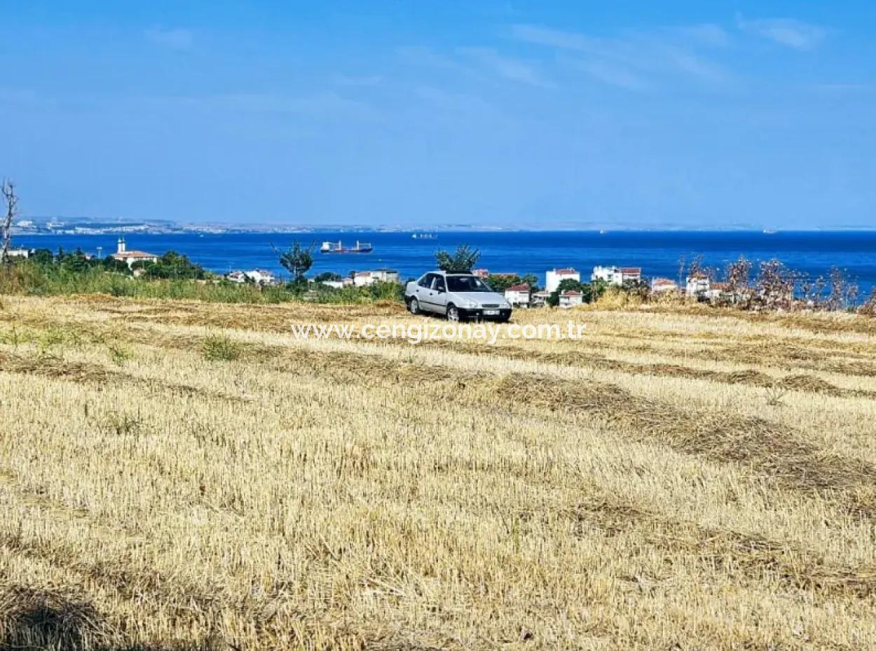 Asyaport Limanına Yakın Acil Satılık 8.500 M2 Konut İmarlı  Kupon Tarla