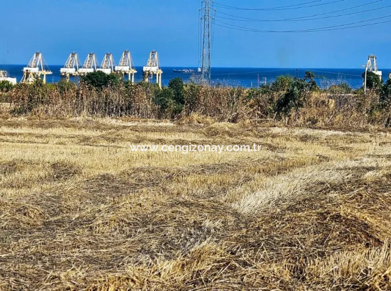 Asyaport Limanına Yakın Acil Satılık 8.500 M2 Konut İmarlı  Kupon Tarla