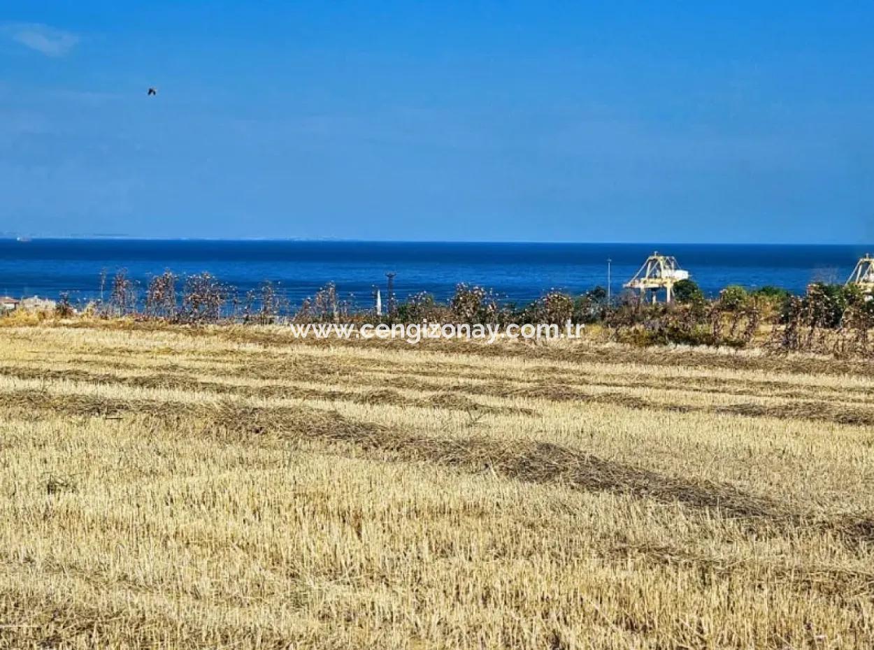 Asyaport Limanına Yakın Acil Satılık 8.500 M2 Konut İmarlı  Kupon Tarla