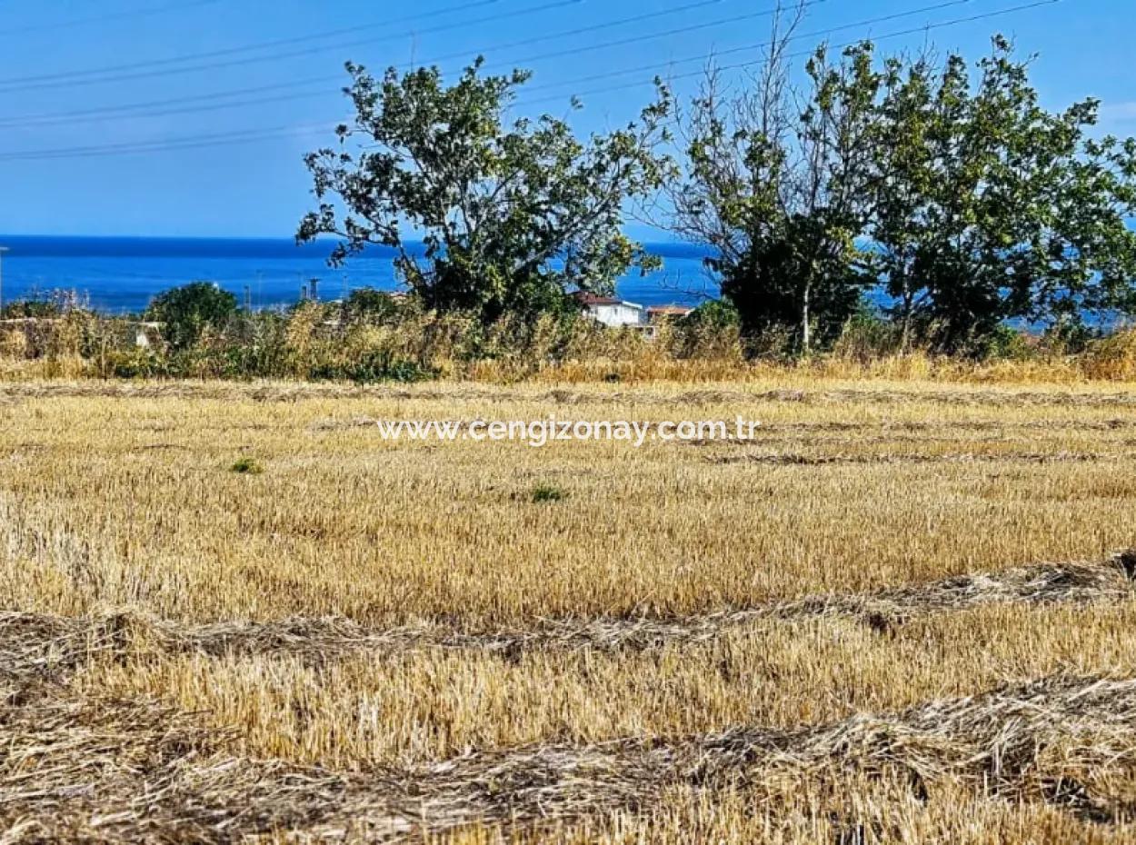 Asyaport Limanına Sadece 1 Km Yakınlıkta Acil Satılık 4.150 M2 Konut İmarlı Tarla