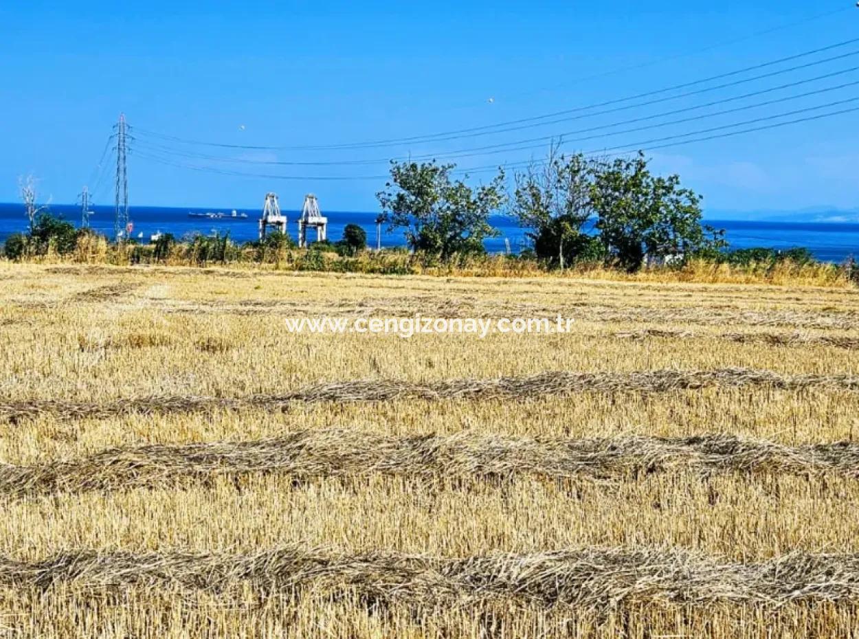 Asyaport Limanına Sadece 1 Km Yakınlıkta Acil Satılık 4.150 M2 Konut İmarlı Tarla