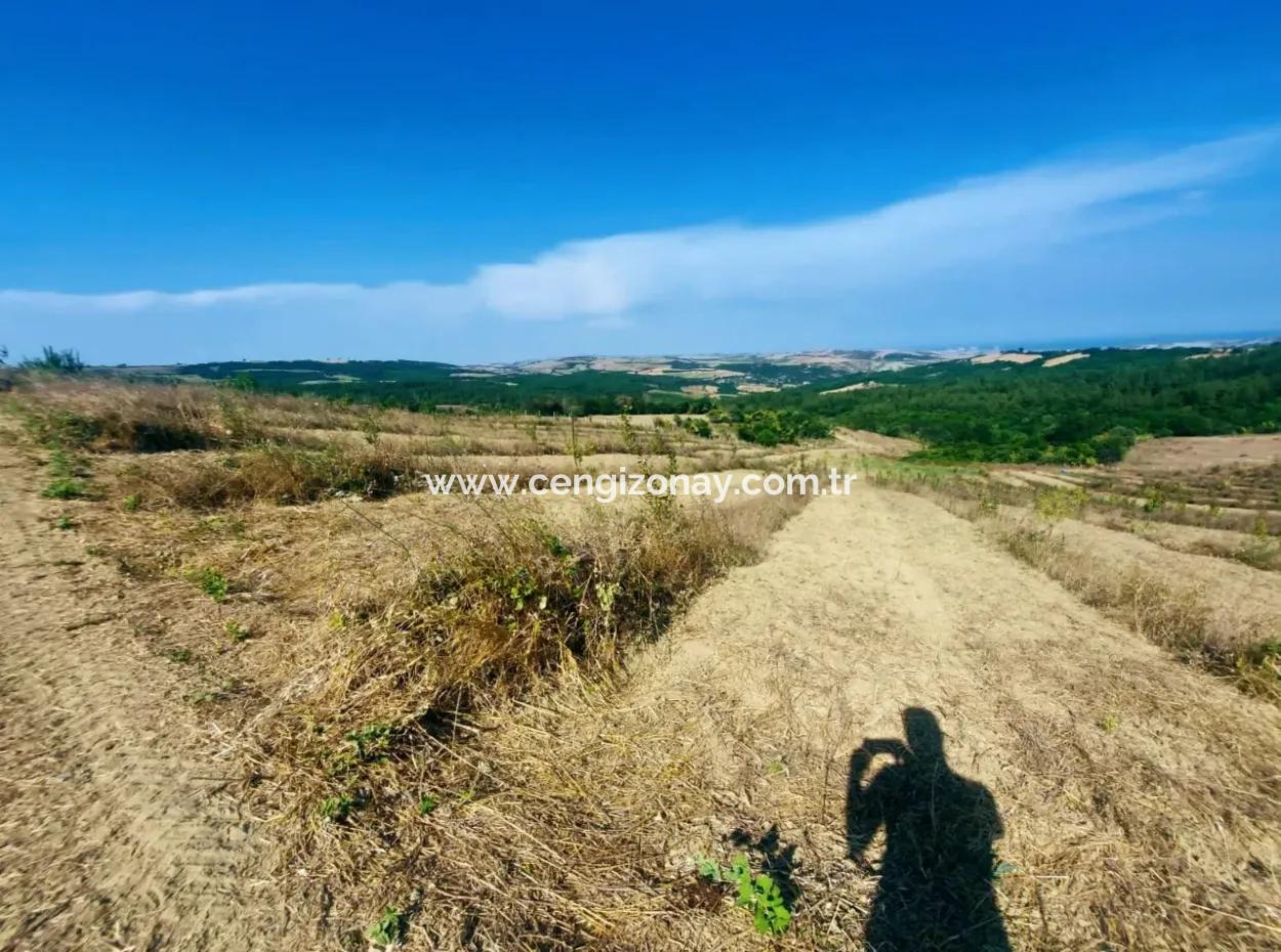 Acil Satılık 35 Dönüm Meyva Bahçesi İstersen Çiftlik Yeri De Kullanmaya Uygun Fırsat Yatırınlık Tarla