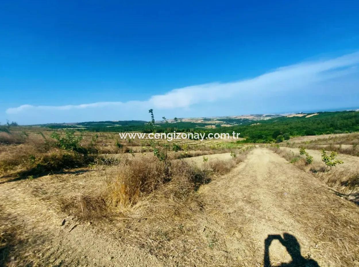 Acil Satılık 35 Dönüm Meyva Bahçesi İstersen Çiftlik Yeri De Kullanmaya Uygun Fırsat Yatırınlık Tarla