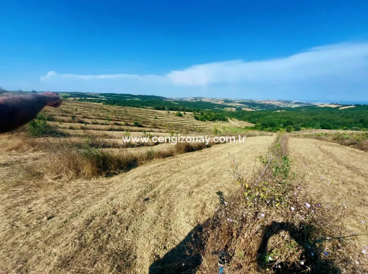 Acil Satılık 35 Dönüm Meyva Bahçesi İstersen Çiftlik Yeri De Kullanmaya Uygun Fırsat Yatırınlık Tarla