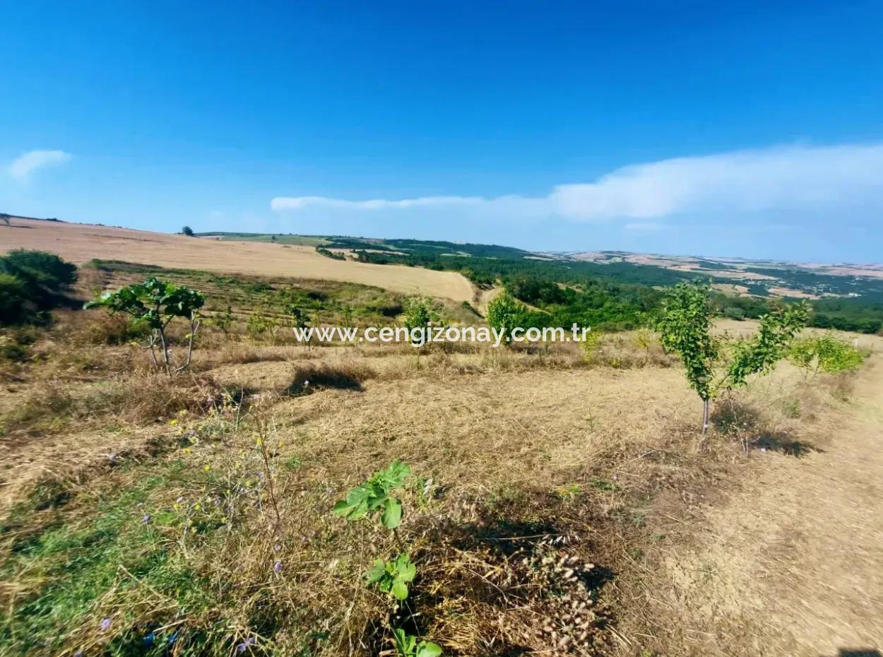 Acil Satılık 35 Dönüm Meyva Bahçesi İstersen Çiftlik Yeri De Kullanmaya Uygun Fırsat Yatırınlık Tarla
