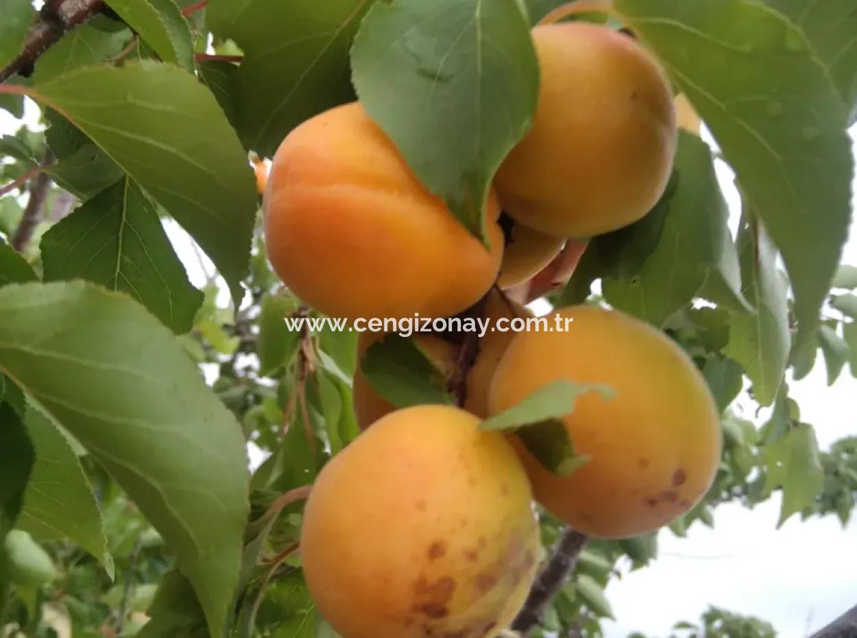 Acil Satılık 35 Dönüm Meyva Bahçesi İstersen Çiftlik Yeri De Kullanmaya Uygun Fırsat Yatırınlık Tarla