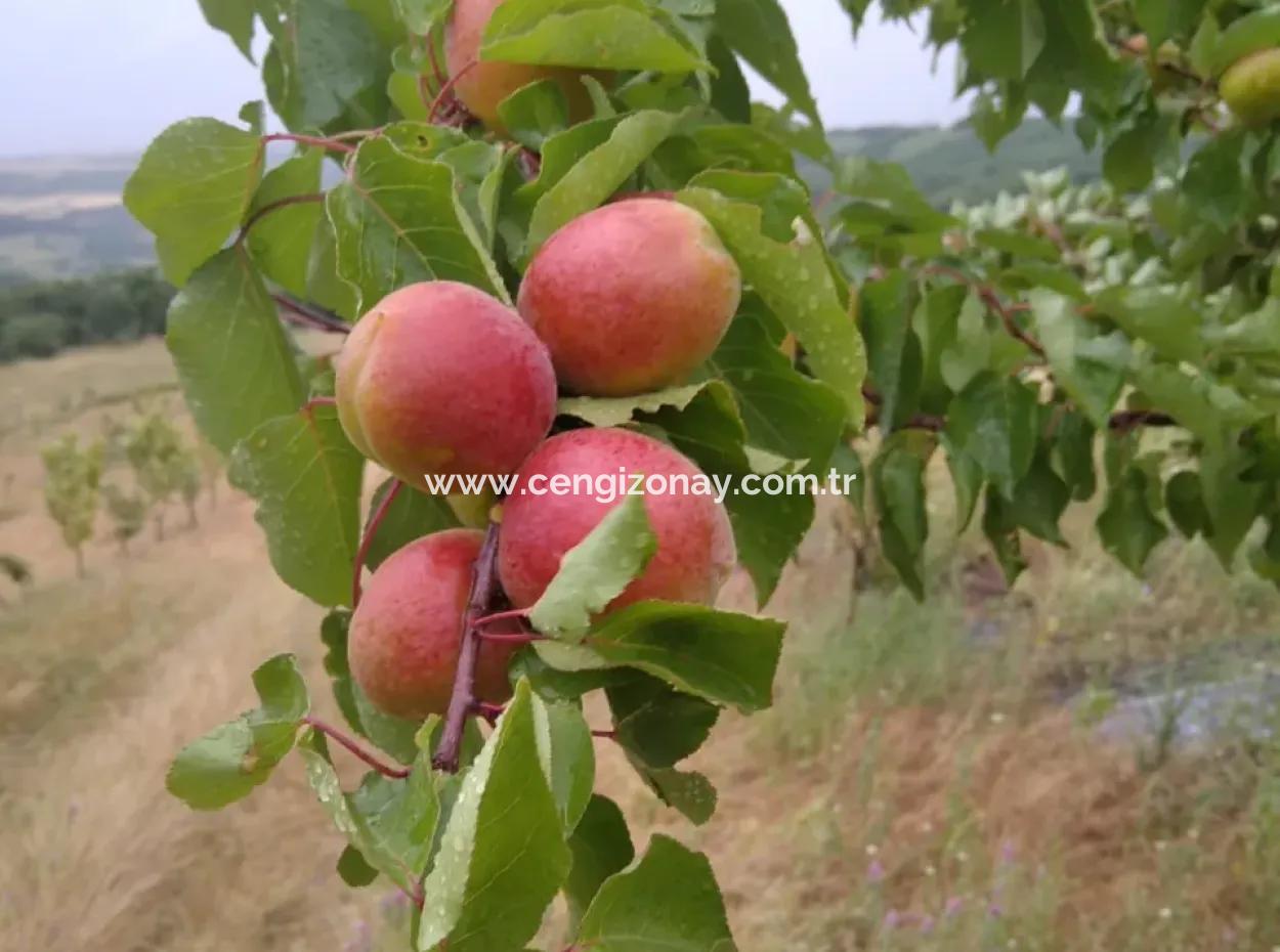 Acil Satılık 35 Dönüm Meyva Bahçesi İstersen Çiftlik Yeri De Kullanmaya Uygun Fırsat Yatırınlık Tarla